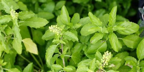 The Significance of Tulsi Leaves in Ayurvedic Healing