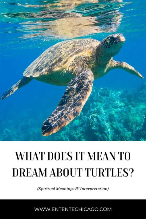 The Significance of Turtles in Indigenous American Folklore and Interpretation of Dreams