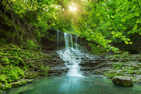 The Significance of Verdant Foliage in One's Reveries