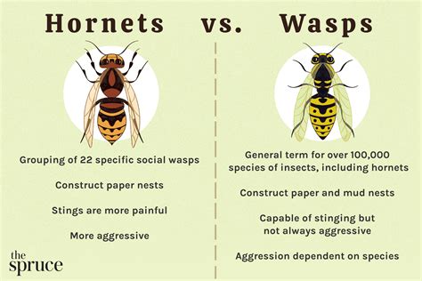 The Significance of Wasps