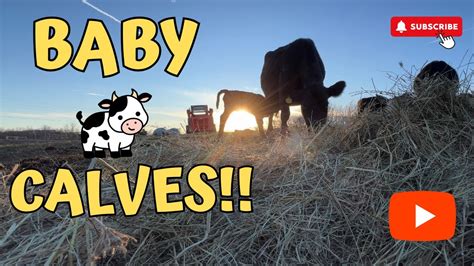 The Significance of Witnessing a Newborn Calf Arrival in Reveries