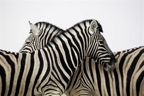 The Significance of Zebras in Dream Interpretation