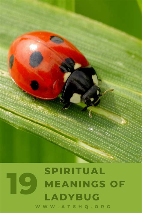 The Significance of an Enormous, Colorful Ladybird: Decoding the Symbolic Significance