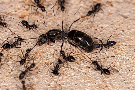 The Significance of the Egg-Laying Behavior in the Ant Colony: Essential Lessons for the Dreamer