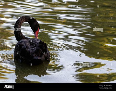 The Significance of the Enigmatic Ebony Swan in Different Cultures