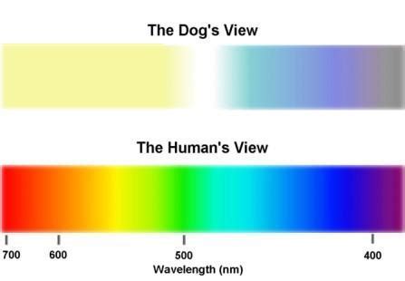 The Significance of the Ivory Canine in Subconscious Visions