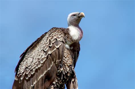 The Significance of the Majestic Vulture in Dream Interpretation