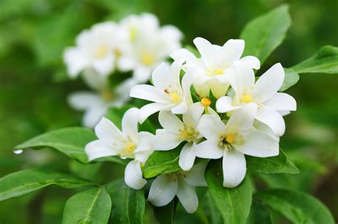 The Significance of the Pristine Jasmine Blossom in Culture