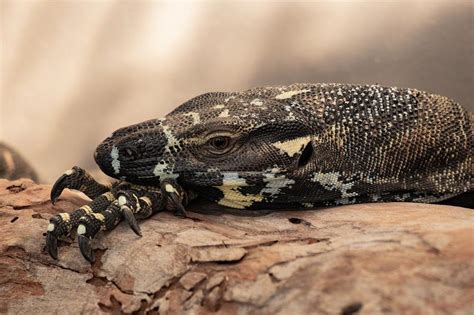 The Significance of the Tiny Dark Reptile in the Study of Dream Psychology