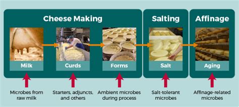 The Significant Role of Throwing Dairy Products