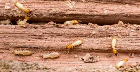 The Silent Destroyers: Termites and Their Damaging Effects