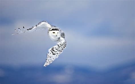 The Snowy Owl: A Symbol of Wisdom and Intuition