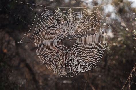 The Spider's Web: An Intricate Network of Interpretations