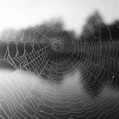 The Spider's Web: Exploring the Intricate Network of Symbolism in Dream Analysis