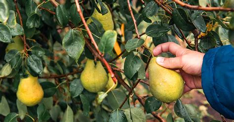 The Spirit of Tradition: Pear Harvesting Through the Ages