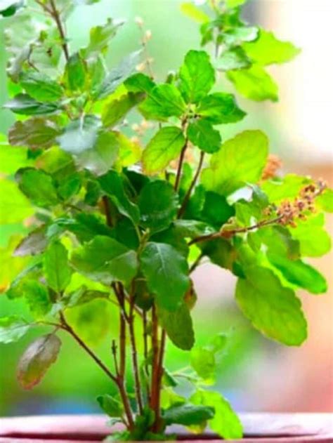 The Spiritual Implications of Consuming Tulsi Leaves in the Interpretation of Dreams