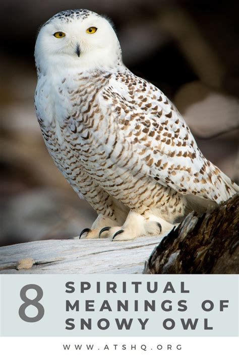 The Spiritual Significance of Encountering a Majestic Snowy Owl in Your Dreams