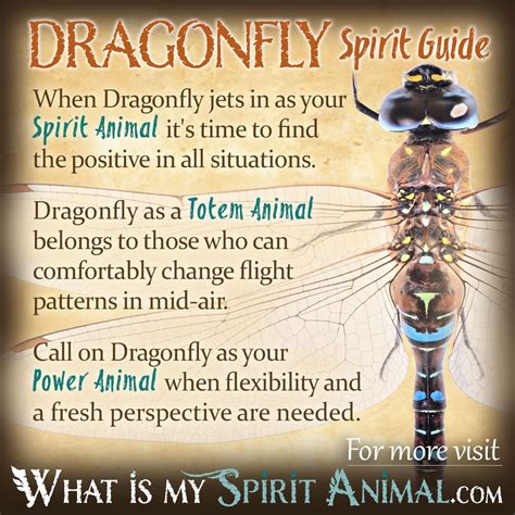 The Spiritual Significance of Encountering a Mysterious Onyx Dragonfly in One's Dreams