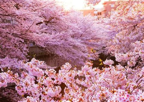 The Spiritual Significance of Graveyard Blossoms in Different Cultures