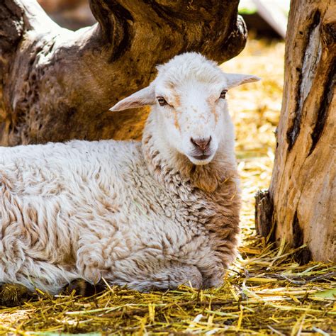 The Spiritual Significance of Lambs: Exploring their Symbolism in Various Cultures