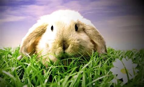 The Spiritual and Emotional Significance of Dreaming about Rabbits Giving Birth