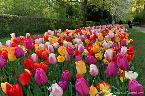 The Story and Symbolism of Ivory Tulips