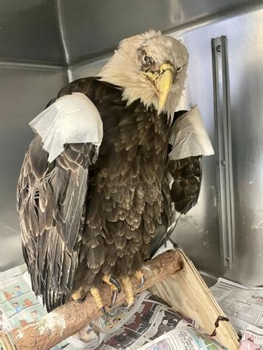 The Strength and Grandeur of the Injured Eagle