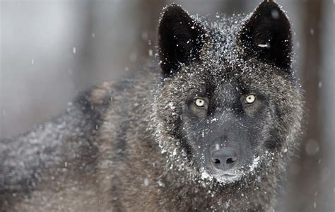 The Strength and Leadership Embodied by the Majestic Black Wolf