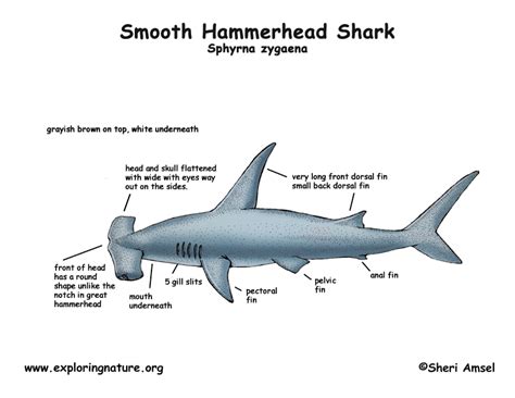 The Strength and Potency Associated with Shark Heads