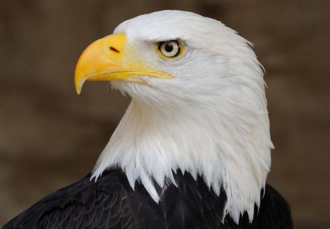 The Striking Physical Characteristics of America's National Bird