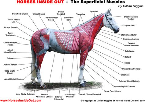 The Structure and Function of Equine Anatomy: Decoding Their Power and Agility