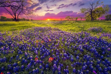 The Stunning Figure of Flower Fields