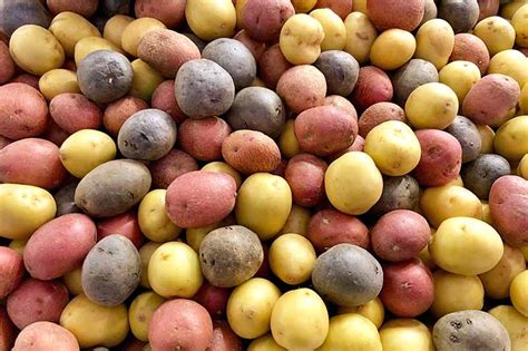 The Superior Potato Varieties for Cultivation in Your Garden