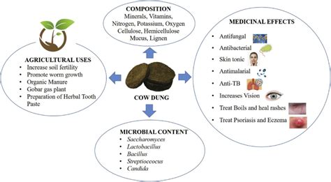 The Surprising Health Benefits of Cow Manure Application in Ayurvedic Medicine