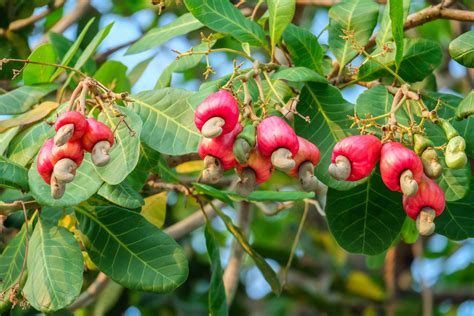 The Sustainable Cashew Industry: Supporting Farmers and Protecting the Environment+