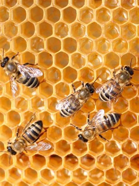 The Sweet Nectar: Exploring the Symbolic Meaning of Bees in Relation to Femininity and Fertility