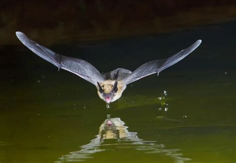 The Symbolic Interpretation of Bats Pursuing in Dreams