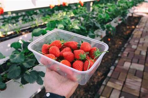 The Symbolic Interpretation of Dreaming About Spotting Strawberries