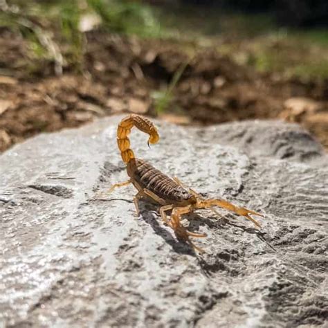 The Symbolic Interpretation of Dreams Involving Battles with Scorpions