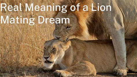 The Symbolic Interpretation of Lion Mating Dreams