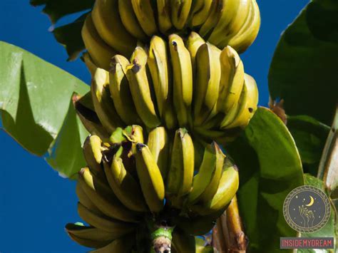 The Symbolic Interpretations of Verdant Bananas in One's Reveries