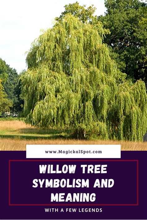 The Symbolic Meaning Behind the Elegant Willow Trees