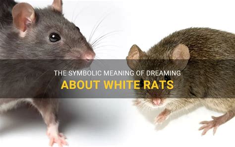 The Symbolic Meaning of Dreaming about Rats