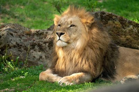 The Symbolic Meaning of Dreams about Lion Attacks