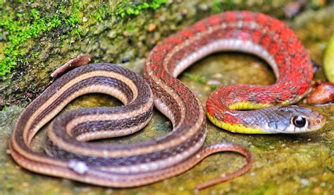 The Symbolic Meaning of Dreams with Multiple Serpents in Aquatic Environments