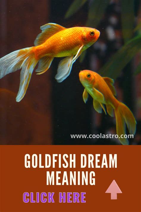 The Symbolic Meaning of Goldfish in Dreams