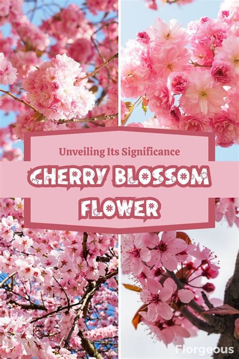 The Symbolic Meaning of Pale Blossoms