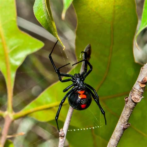 The Symbolic Meaning of Vision Regarding a Spider Bite