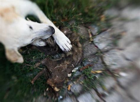 The Symbolic Meaning of a Black Dead Dog in Dreams