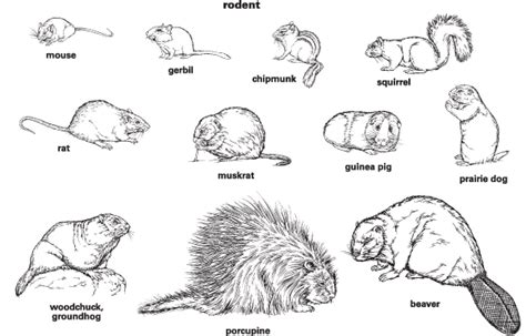 The Symbolic Meaning of a Fleeing Rodent